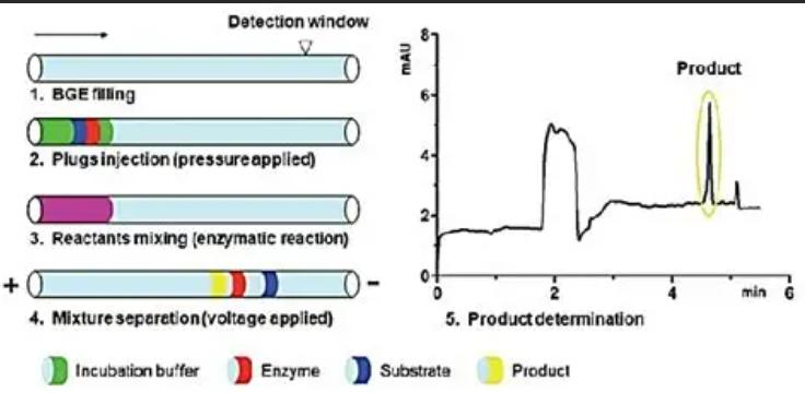 Capillary Electrophoresis Testing
